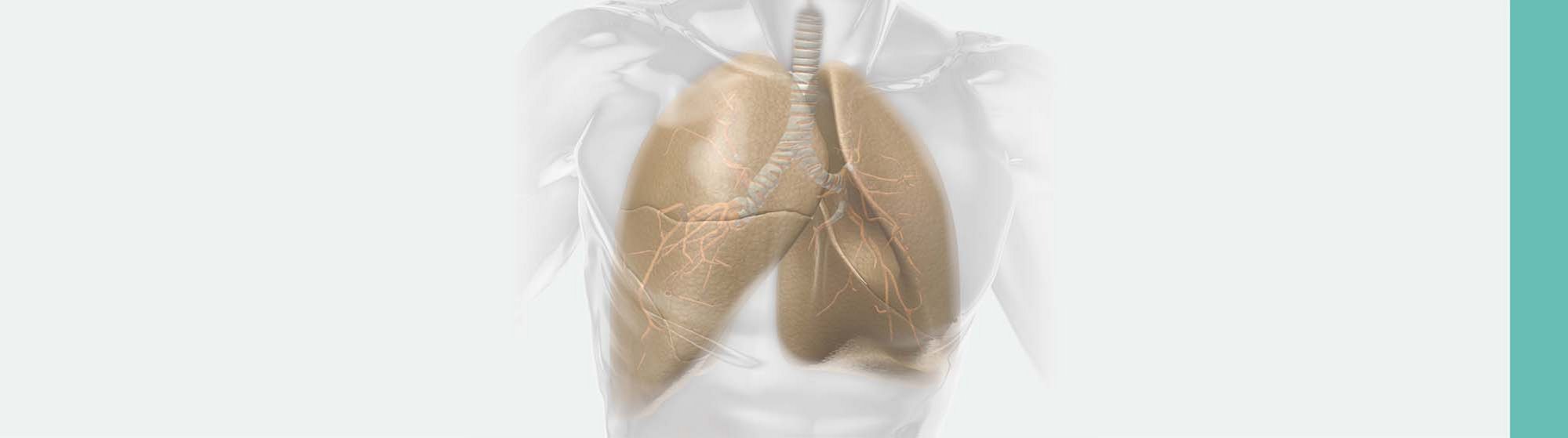 Thorax_Illustration_bearbeitet_Strich