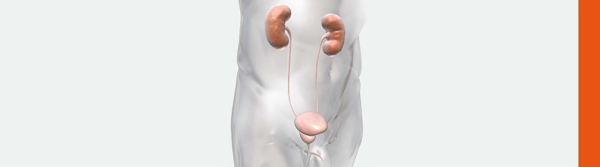 Prostata_Illustration_Urologie_bearbeitet_Strich