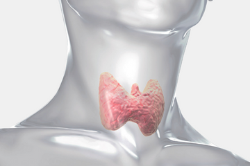 Schilddrüsen_Übersicht